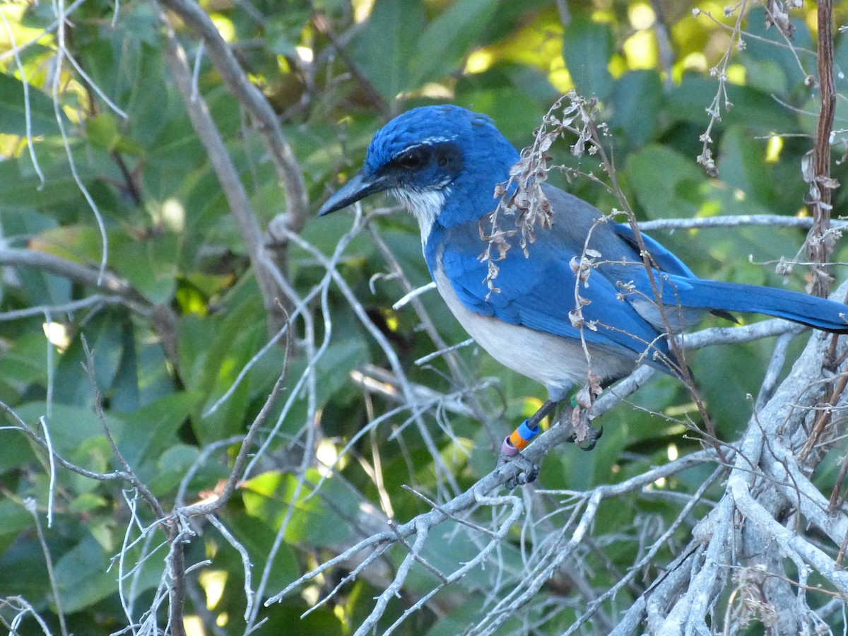 Chara de Santa Cruz - ML644273963