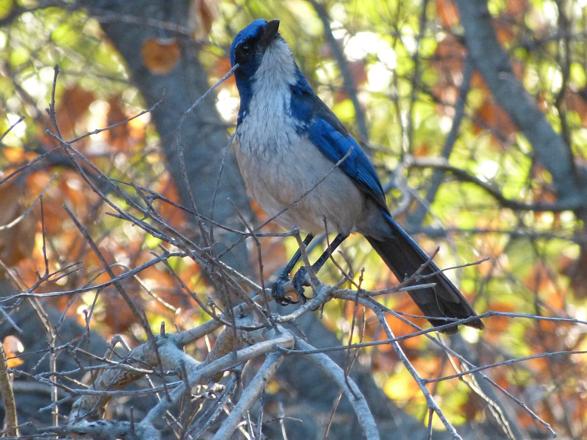 Chara de Santa Cruz - ML644273965