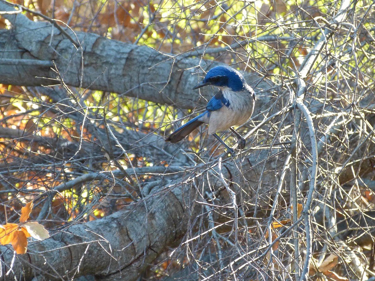 Chara de Santa Cruz - ML644273966