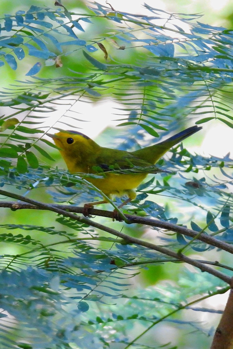 Wilson's Warbler - ML644273976
