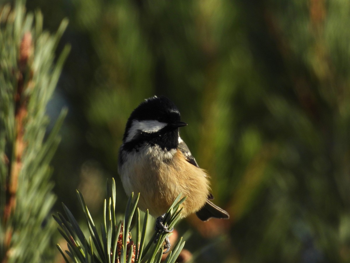 ヒガラ - ML644273978