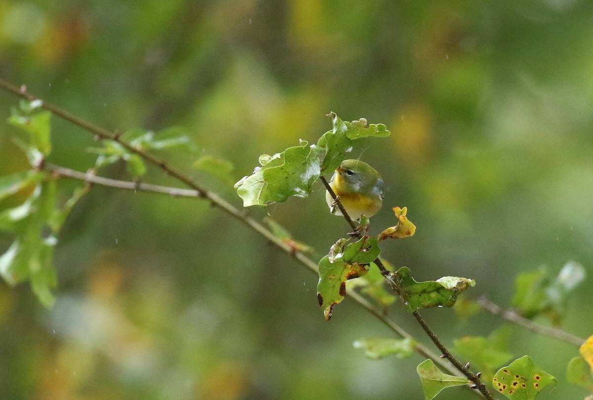 Очковая древесница - ML644273980