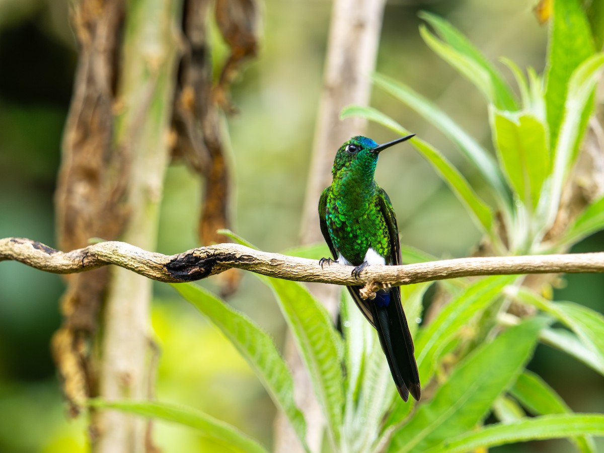 Érione catherine (groupe luciani) - ML644273997