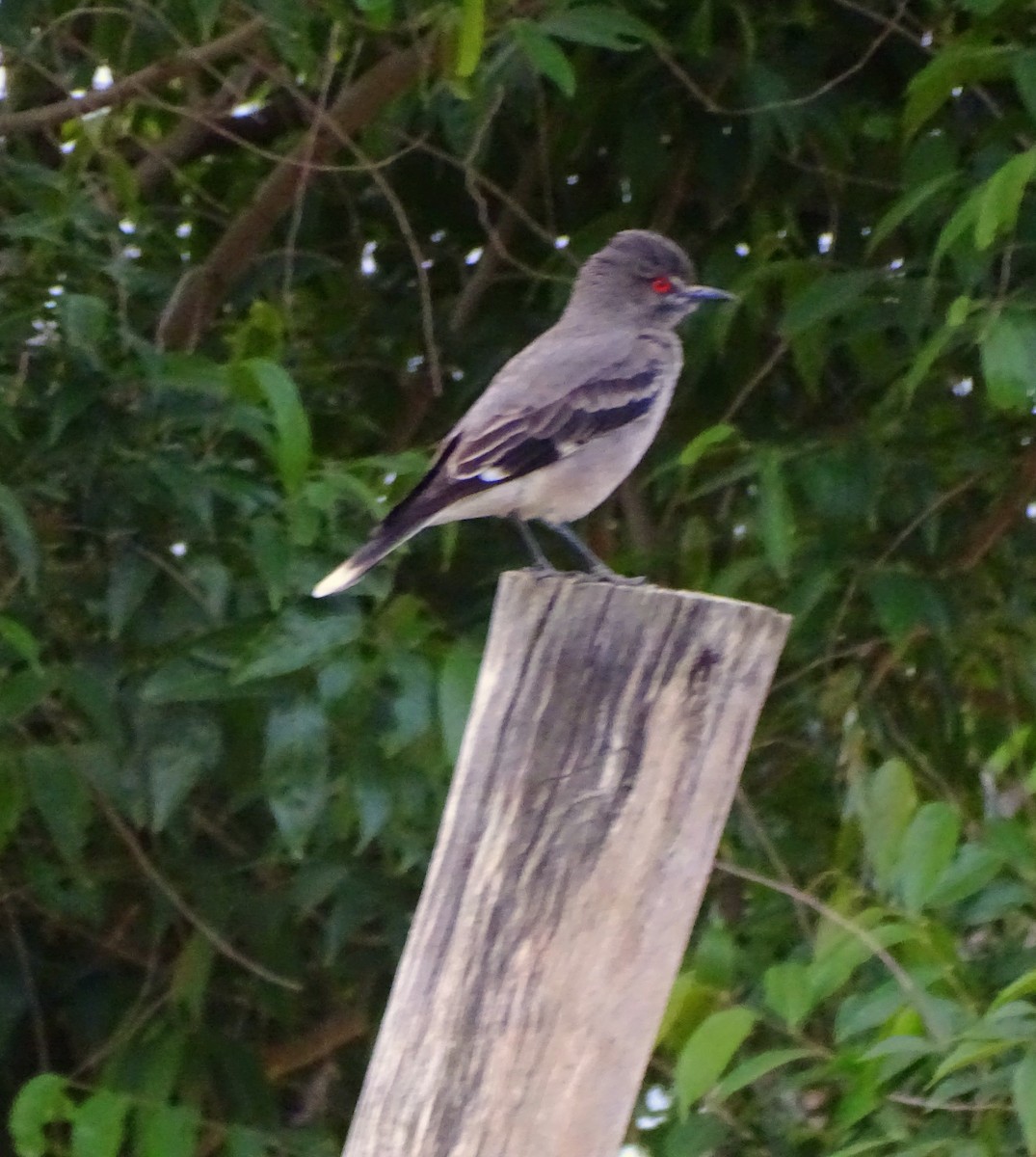 Gray Monjita - ML644274020