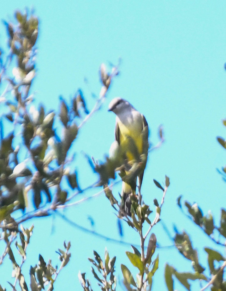 Schmalschnabel-Königstyrann - ML644274047