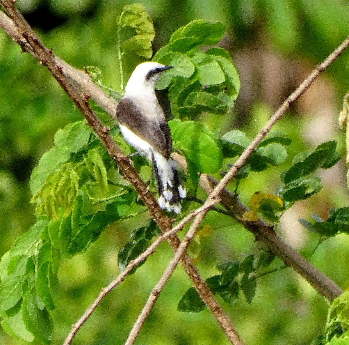 Masked Water-Tyrant - ML644274053