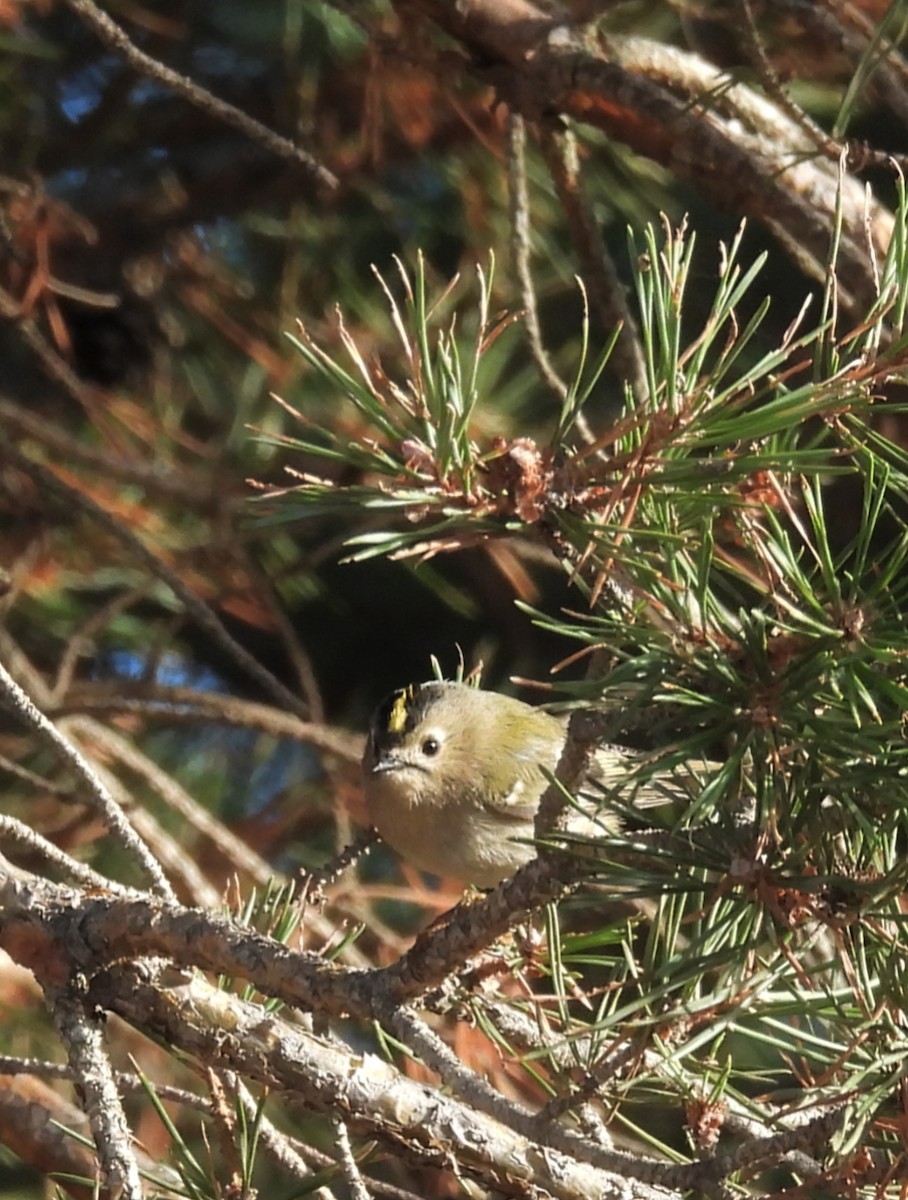 fuglekonge - ML644274070