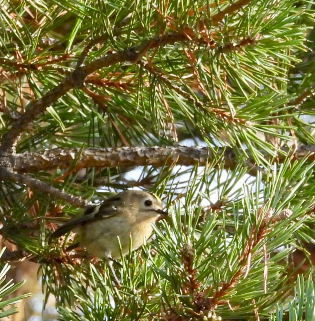 fuglekonge - ML644274071