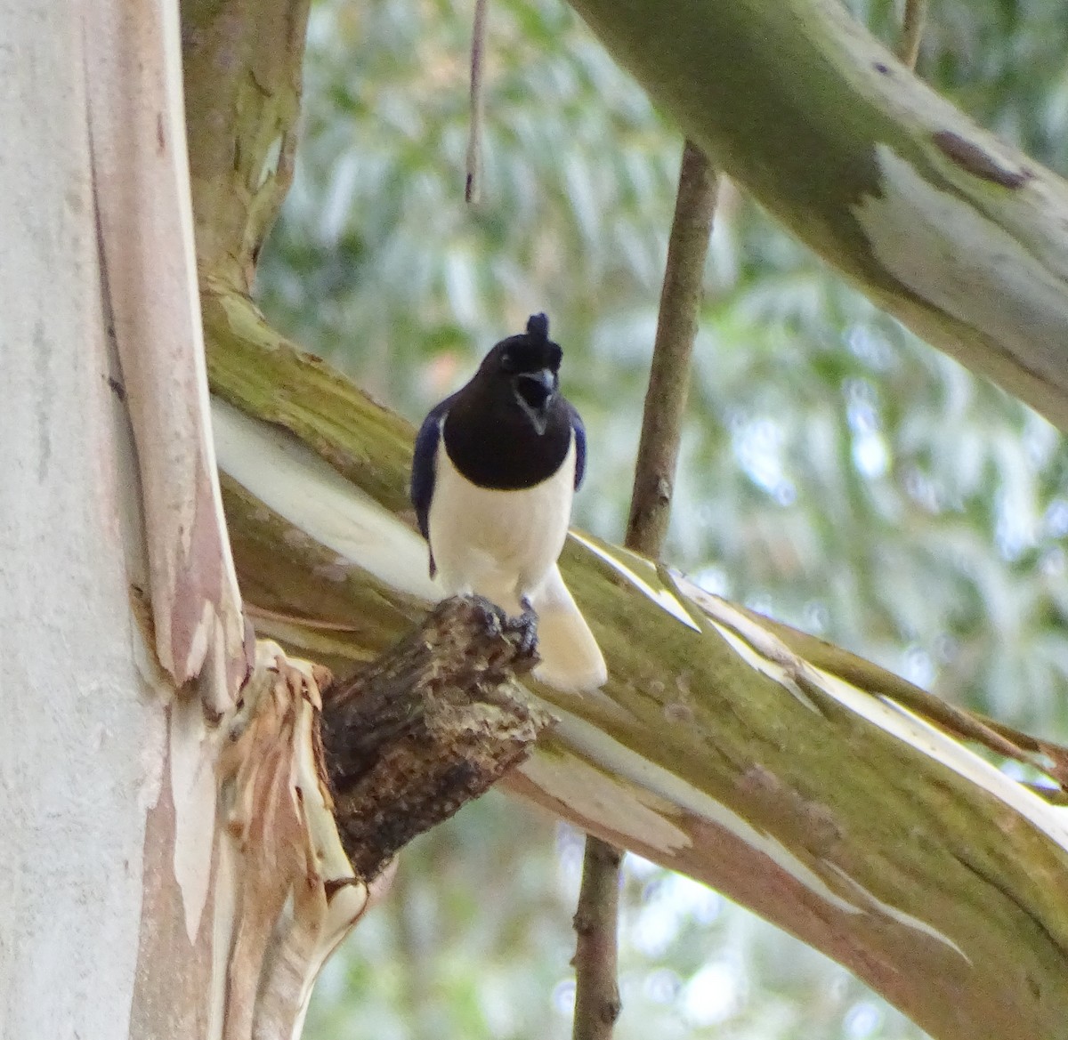 Curl-crested Jay - ML644274073