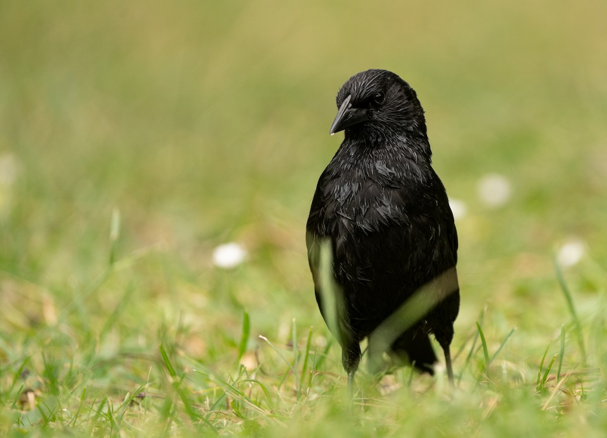 Austral Blackbird - ML644274081