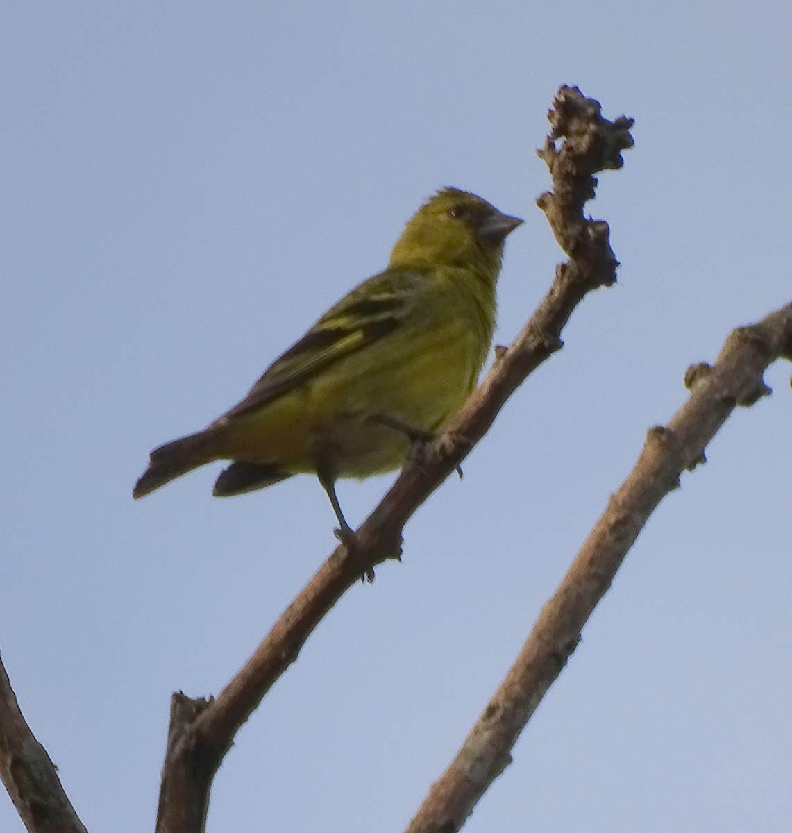 Hooded Siskin - ML644274087