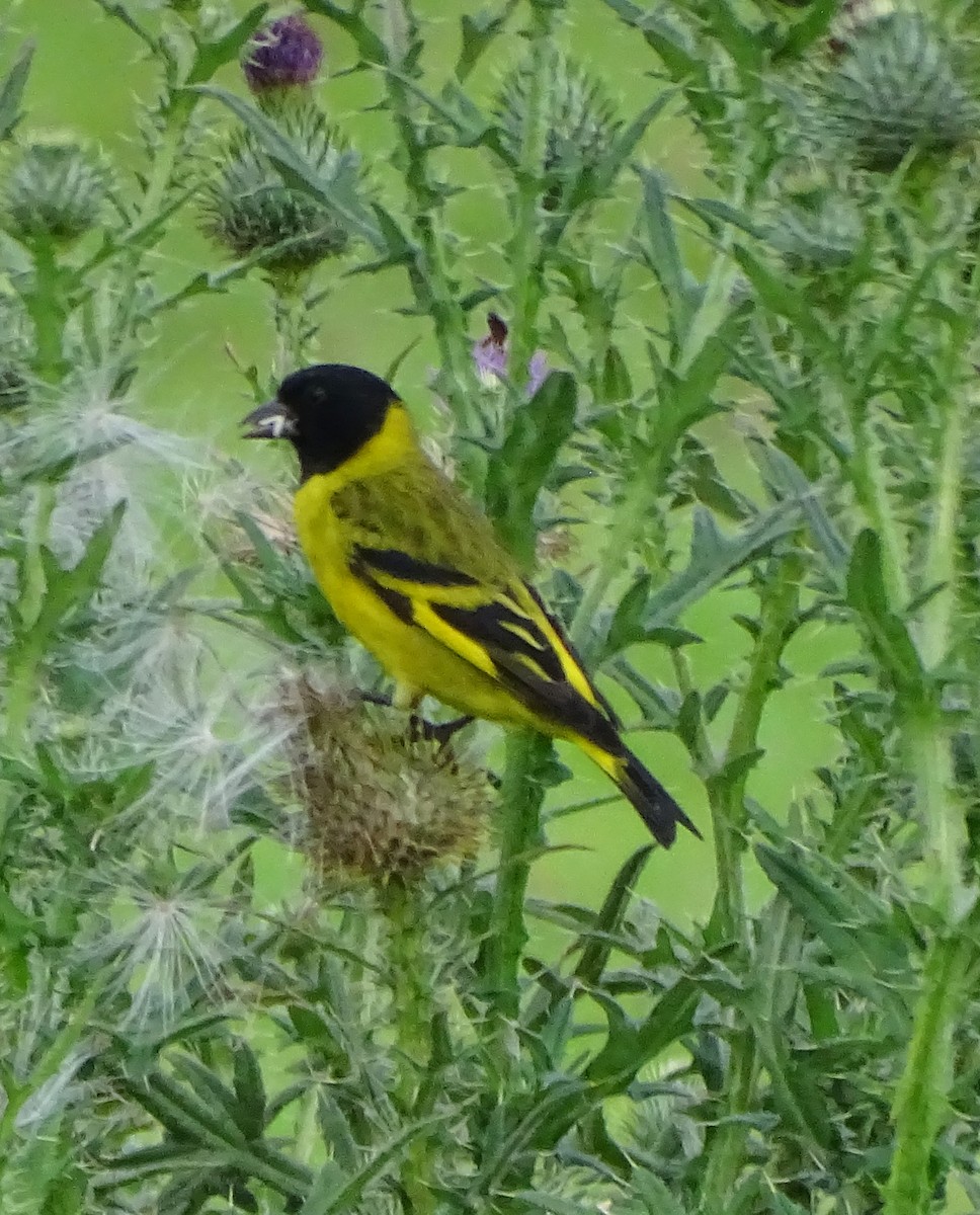Hooded Siskin - ML644274088