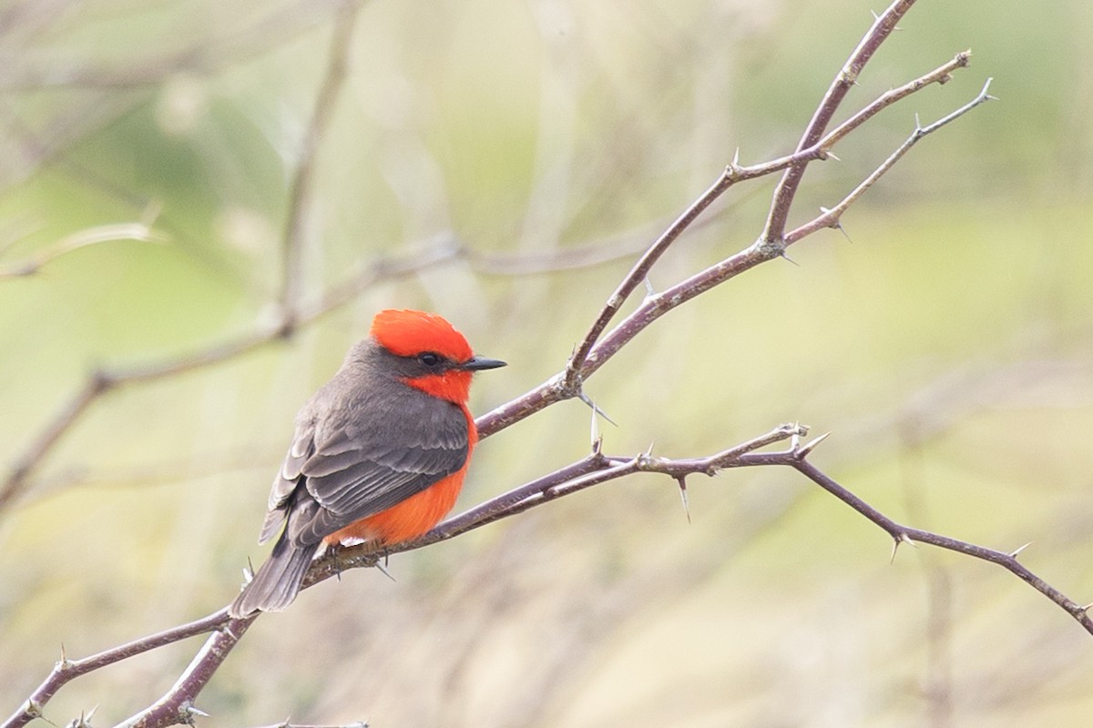 Vermilion Flycatcher - ML644274091