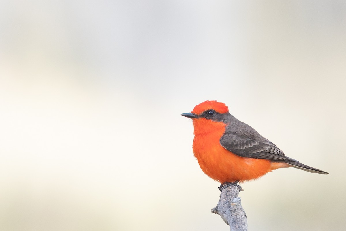 Vermilion Flycatcher - ML644274092