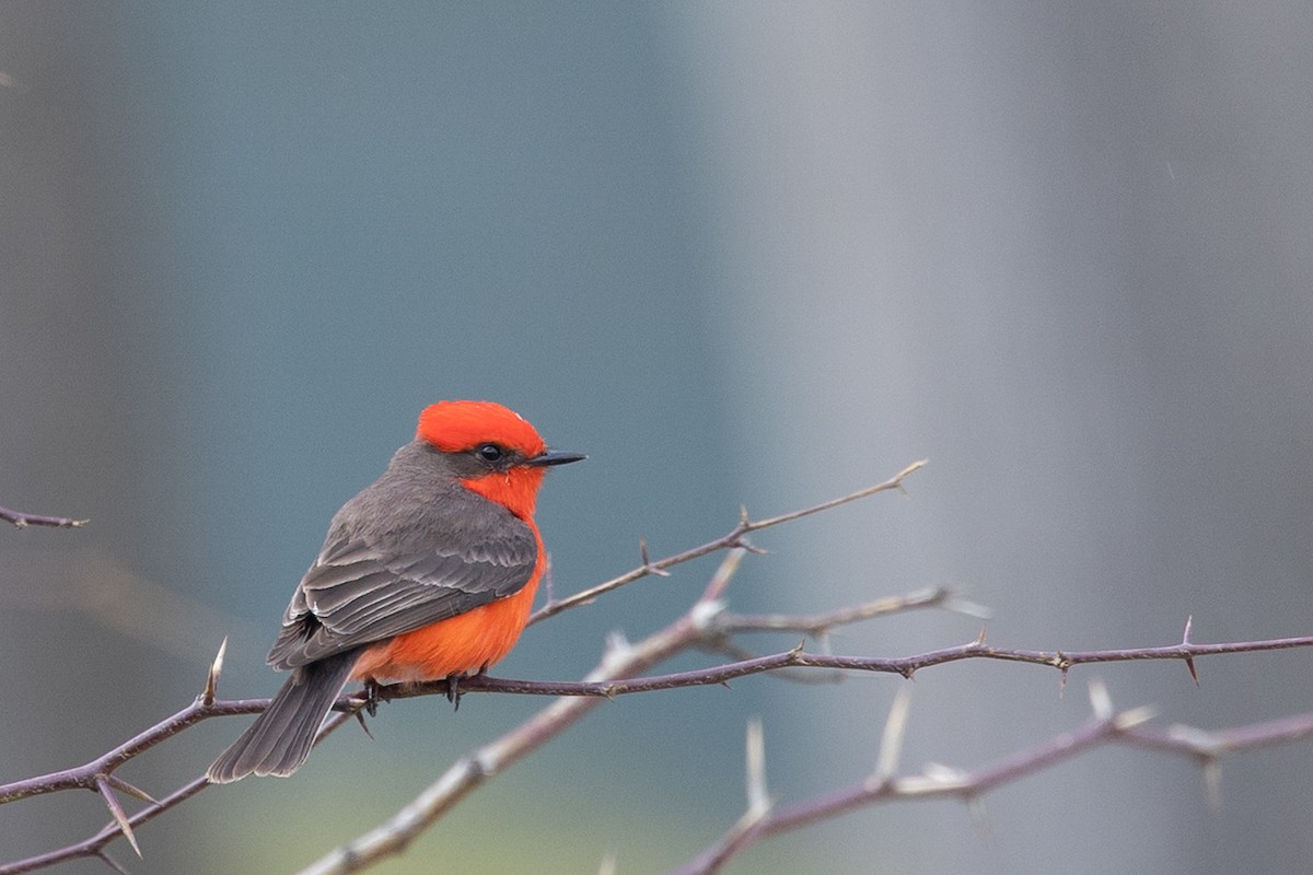 Vermilion Flycatcher - ML644274093