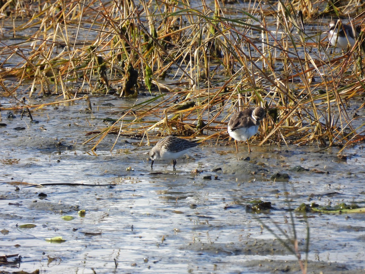 Semipalmated Sandpiper - ML644274102