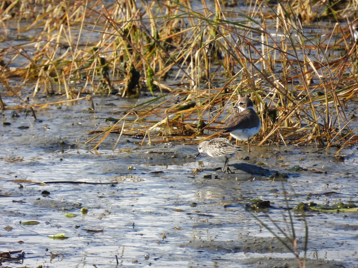 Semipalmated Sandpiper - ML644274103