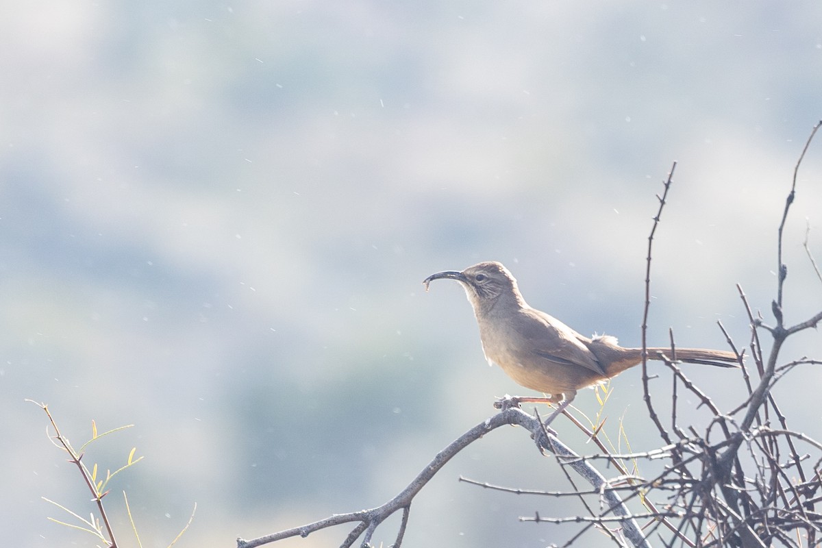 California Thrasher - ML644274117
