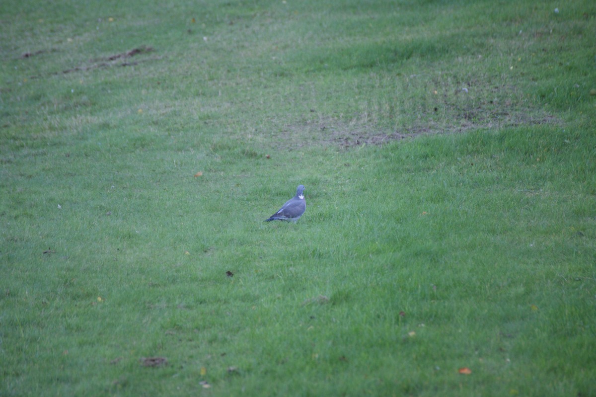 Tahtalı - ML644274122