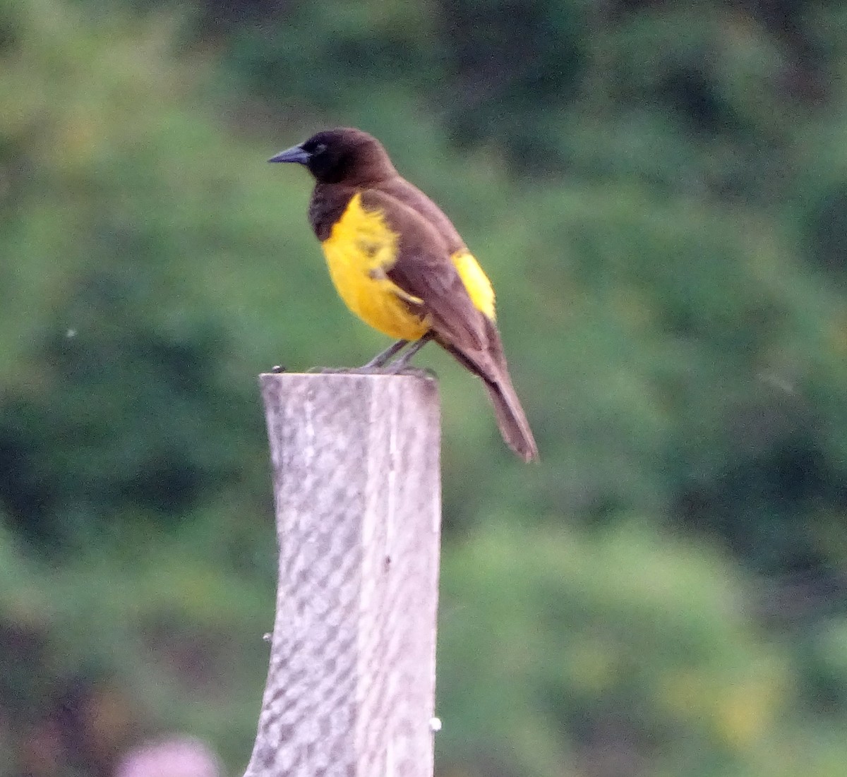 Yellow-rumped Marshbird - ML644274123