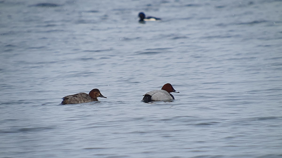 taffeland - ML644274128