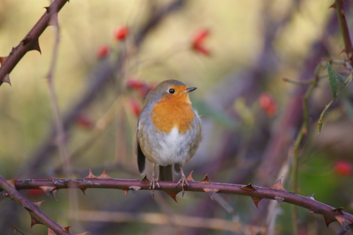 Өрнийн зээрд омруут - ML644274131