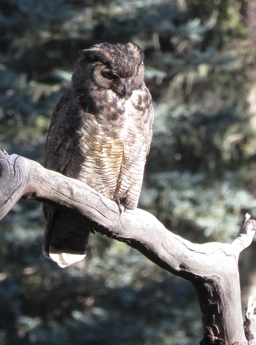 Great Horned Owl - ML644274132