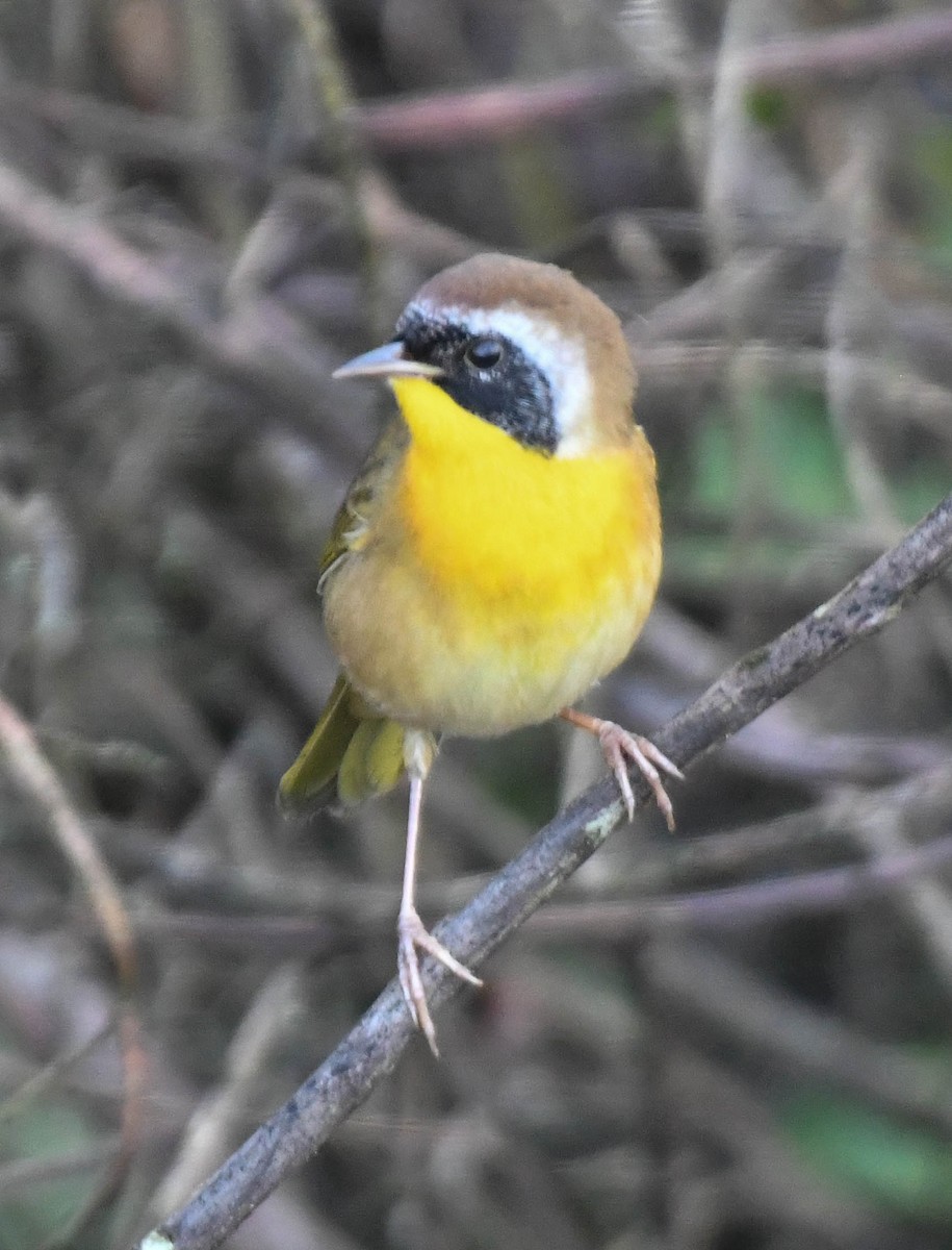 Common Yellowthroat - ML644274133