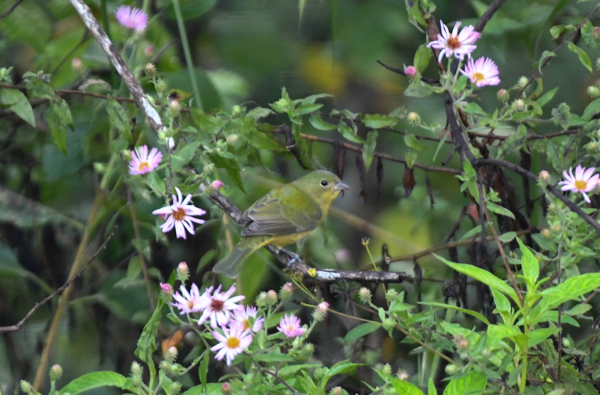 Papstfink - ML644274144