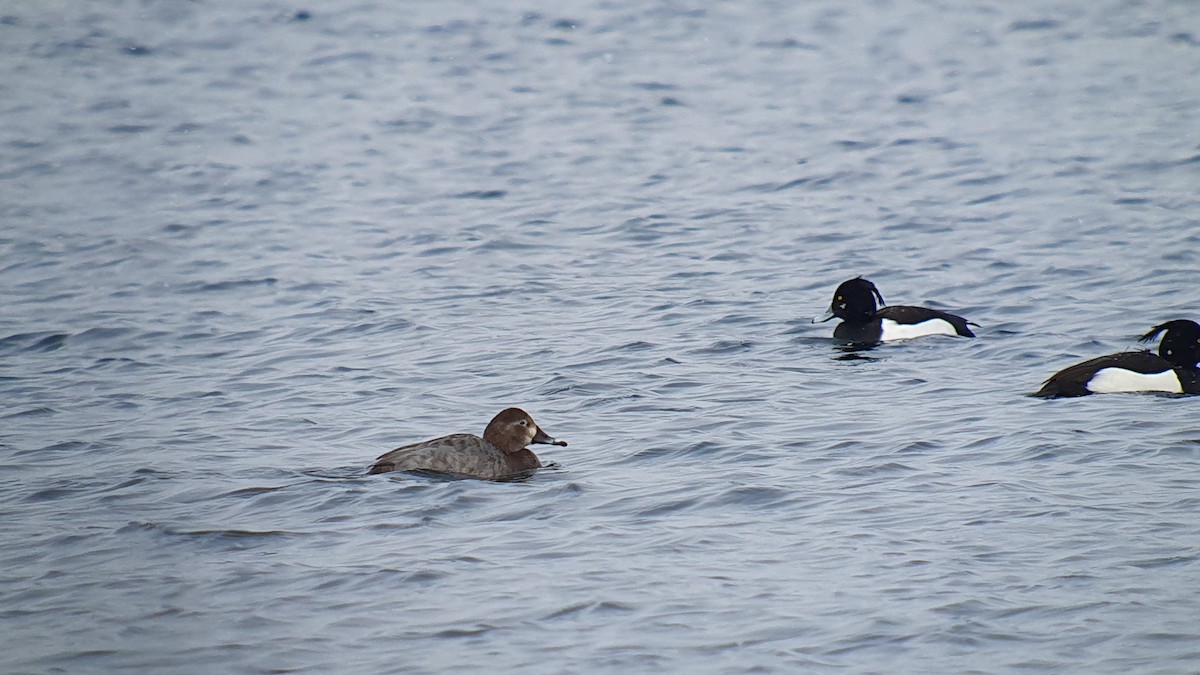 taffeland - ML644274152