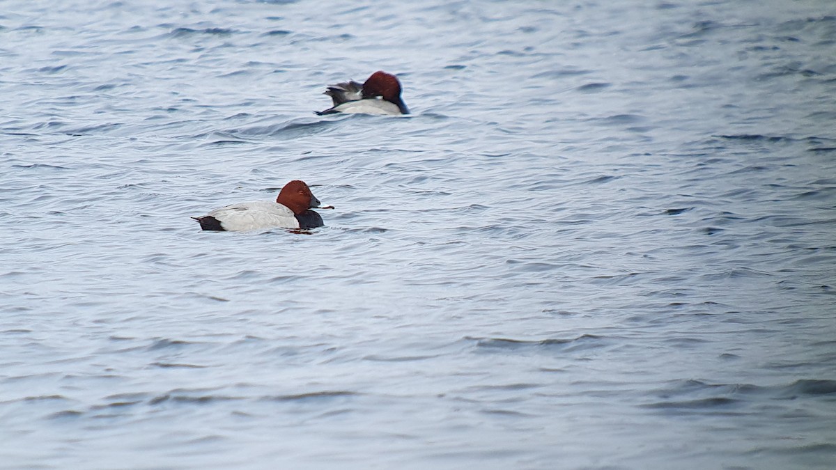 taffeland - ML644274153