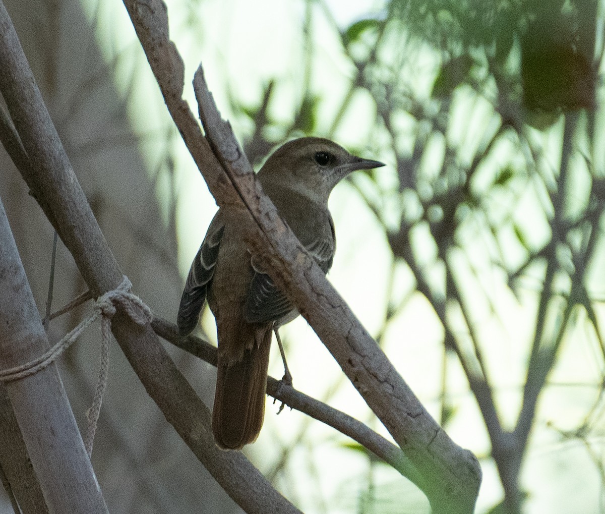 sørnattergal (golzii) - ML644274155