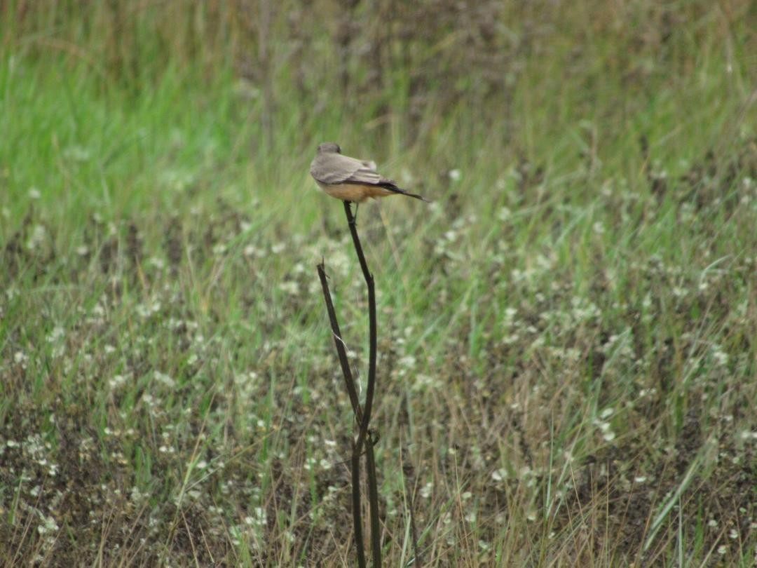 Zimtbauch-Phoebetyrann - ML644274161