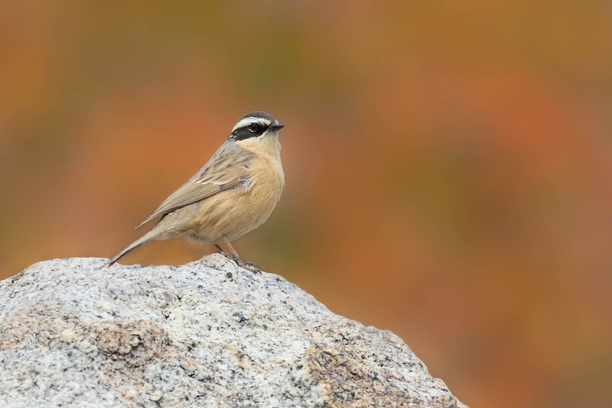 pěvuška hnědavá - ML644274171