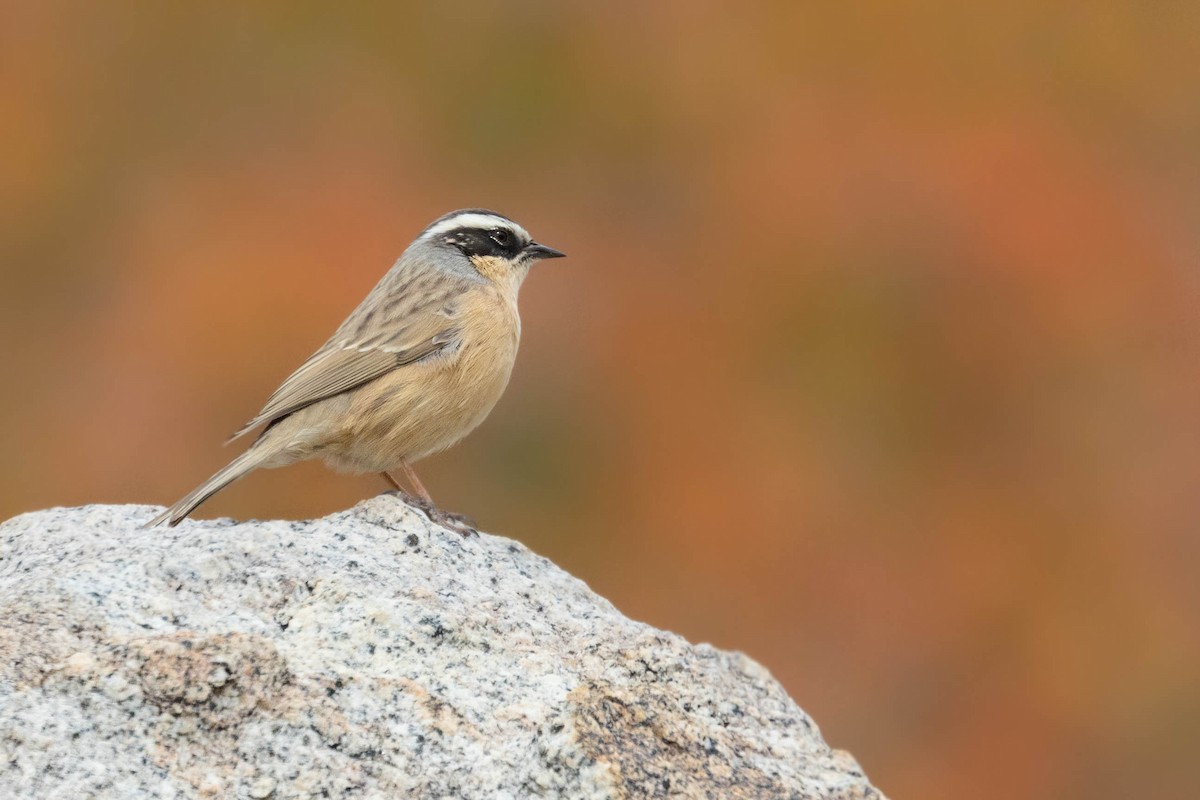 pěvuška hnědavá - ML644274175