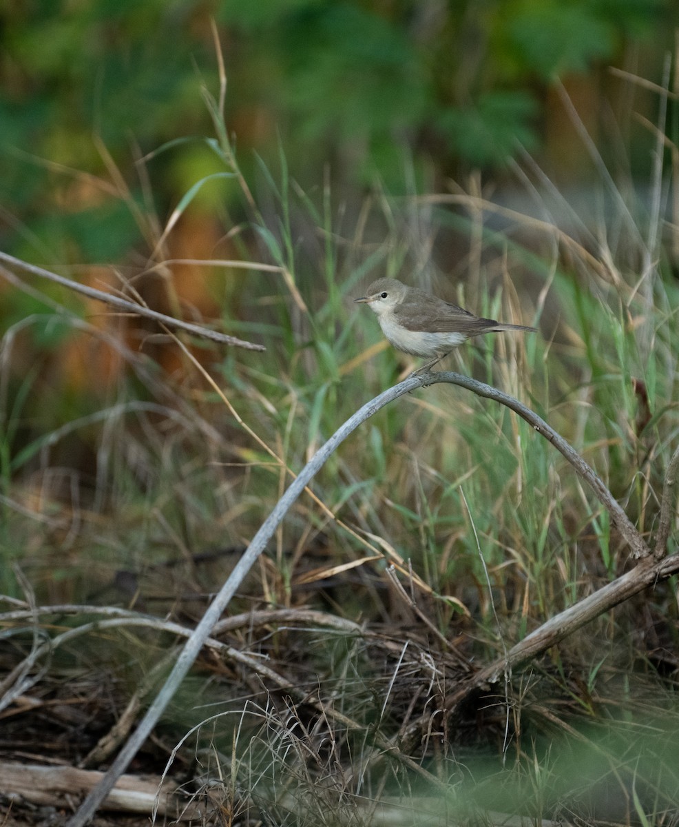 Eastern Olivaceous Warbler - ML644274177