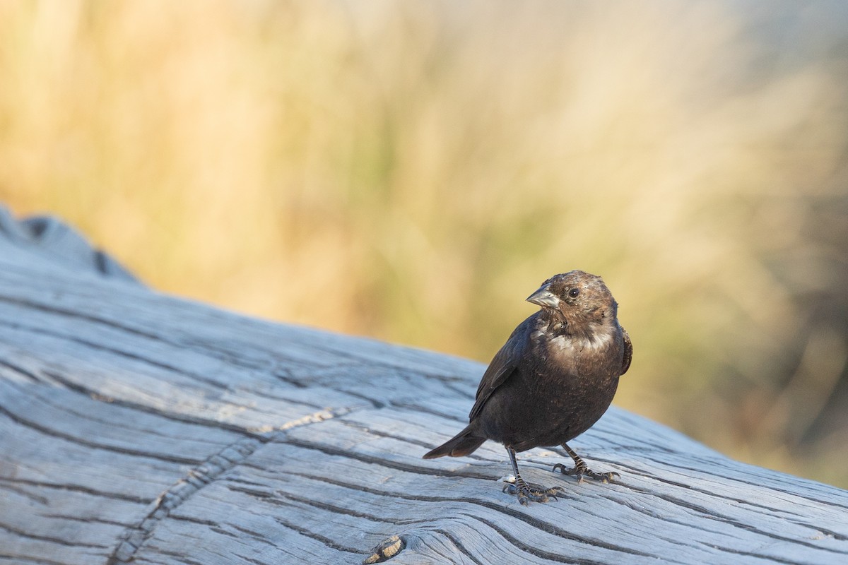 brunhodetrupial - ML644274182