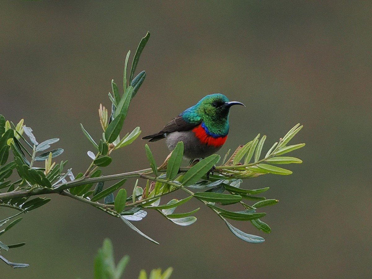 Southern Double-collared Sunbird - ML644274188