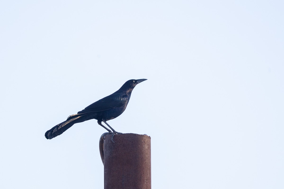 Great-tailed Grackle - ML644274195