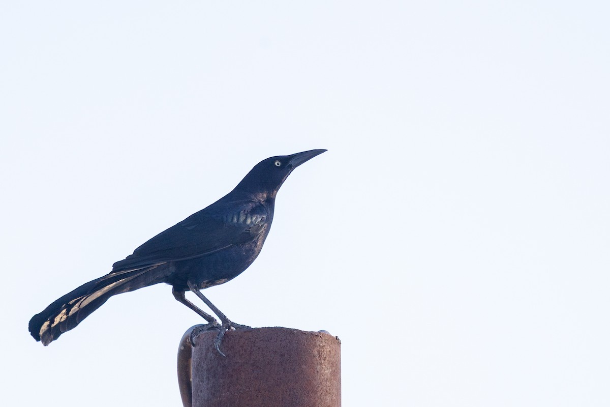 Great-tailed Grackle - ML644274196