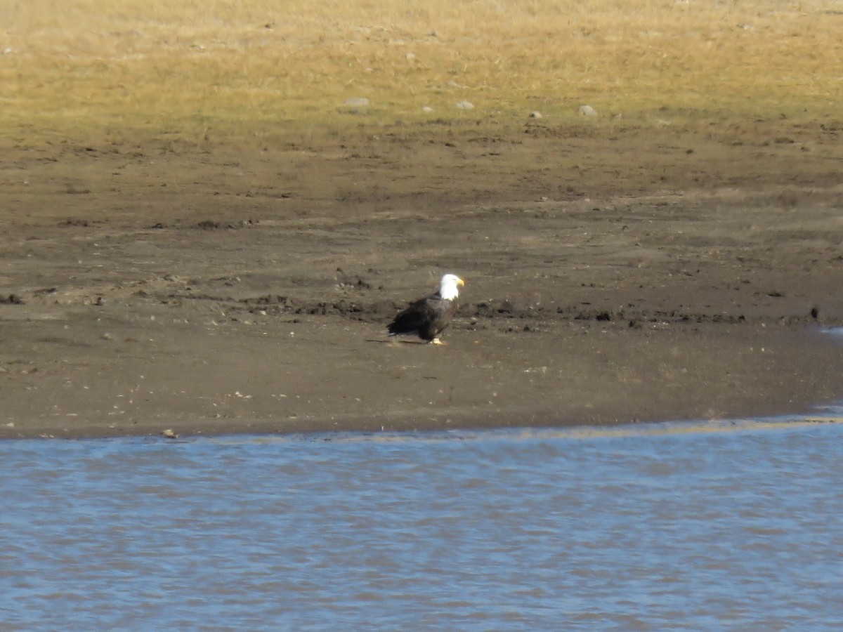Bald Eagle - ML644274212