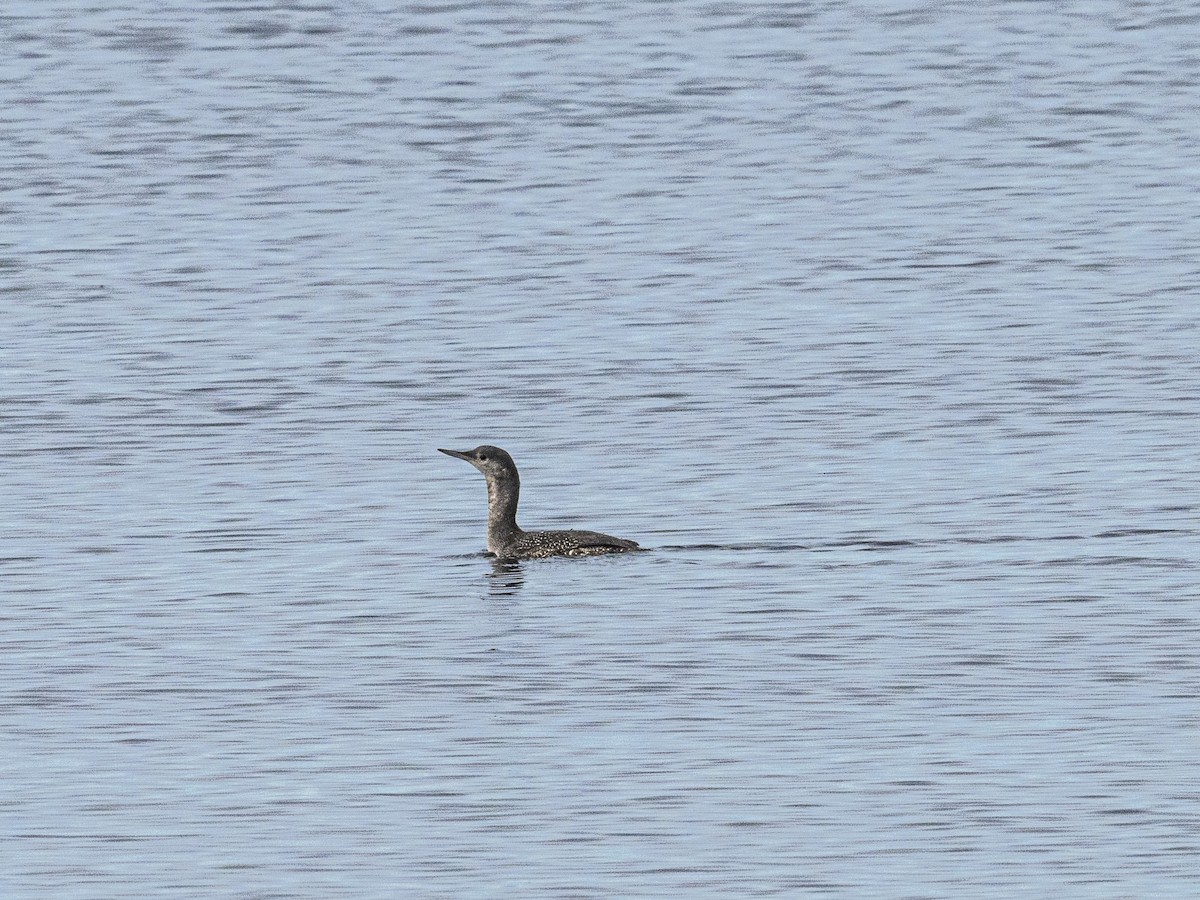 Plongeon catmarin - ML644274216