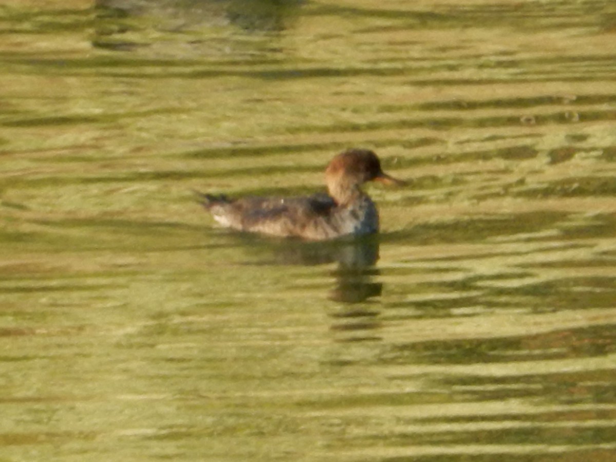 オウギアイサ - ML644274227