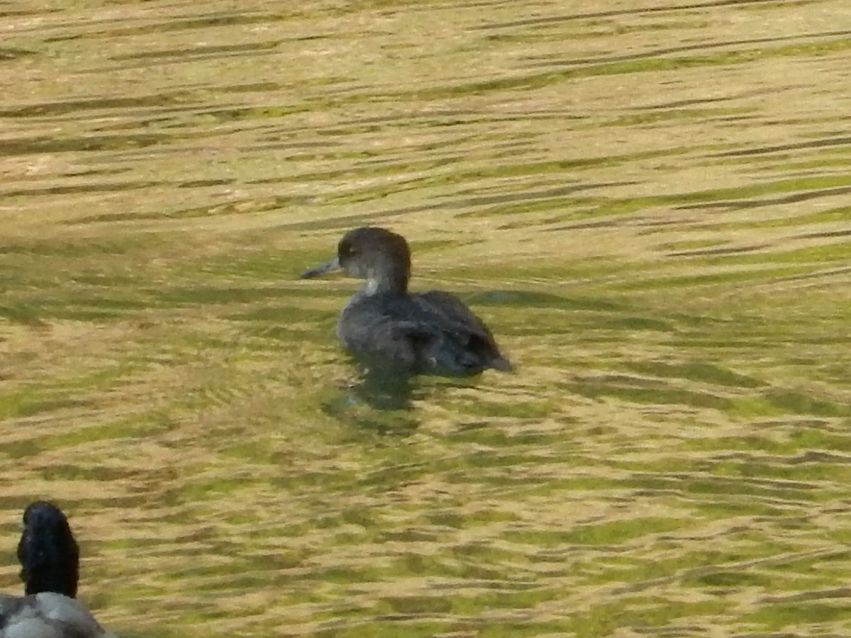 オウギアイサ - ML644274228