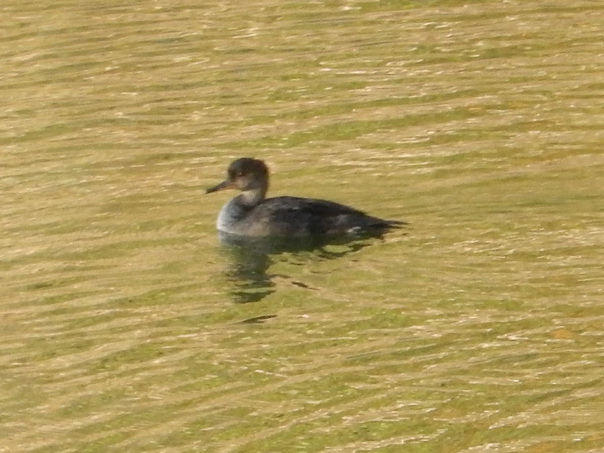 オウギアイサ - ML644274230