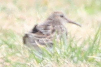 Çizgili Kumkuşu - ML644274242