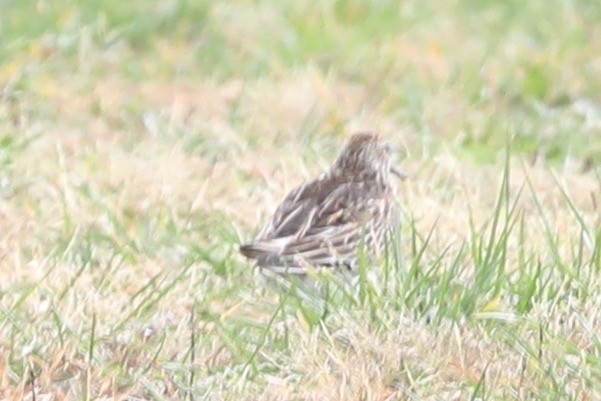 Çizgili Kumkuşu - ML644274243