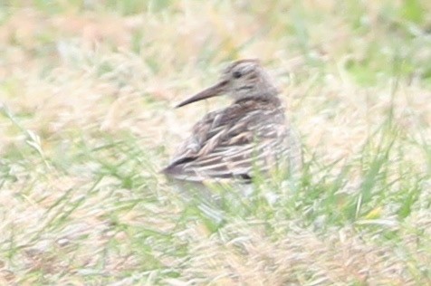 Çizgili Kumkuşu - ML644274244