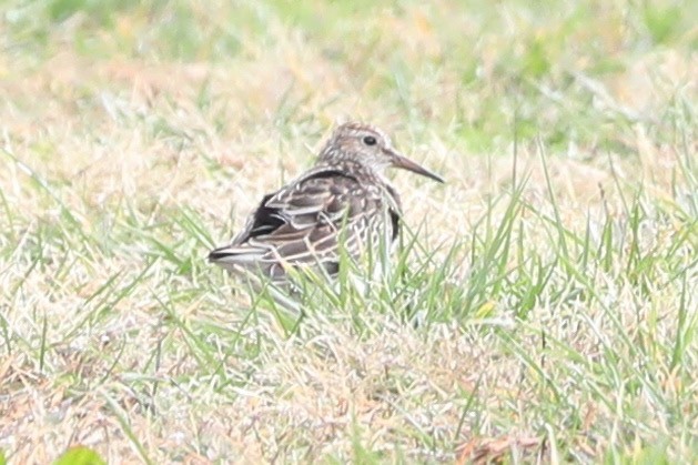 Çizgili Kumkuşu - ML644274245