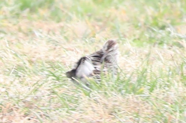 Çizgili Kumkuşu - ML644274246